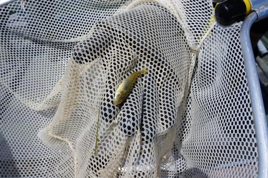 a small striped fish in a net