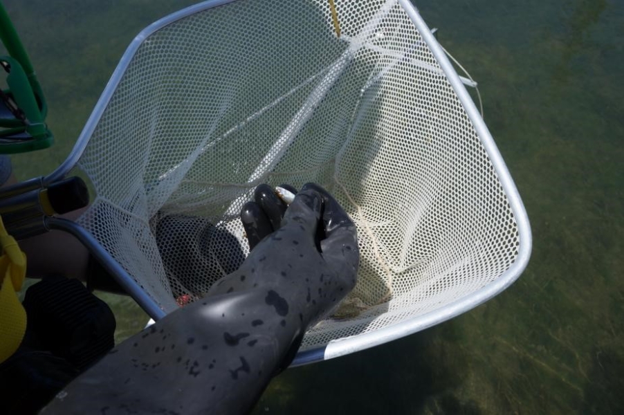 A gloved hand holds a small fish over a net.