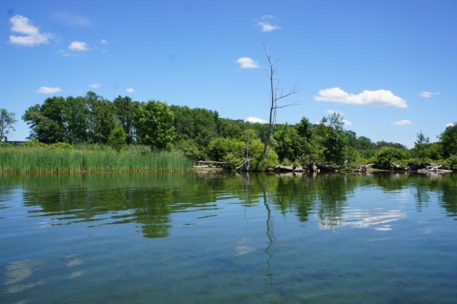 A wetland with tall grasses and trees behind it. The water reflects the sky.