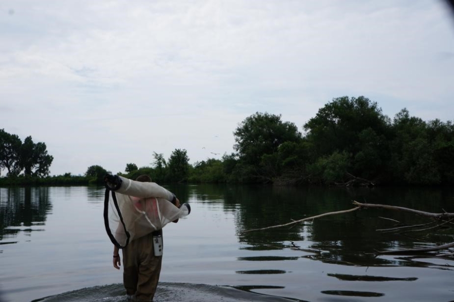 a person wearing chest waders walks through shallow water carrying a large rolled up net over their shoulder.