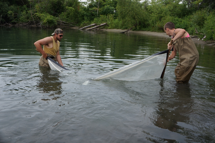 Two people wearing chest waders stand in water and hold opposite ends of an 8 foot long net that they pull through the water toward shore