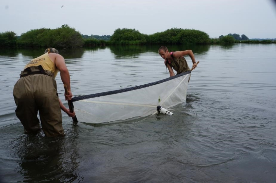 Two people wearing chest waders stand in water and hold opposite ends of an 8 foot long net that they pull through the water