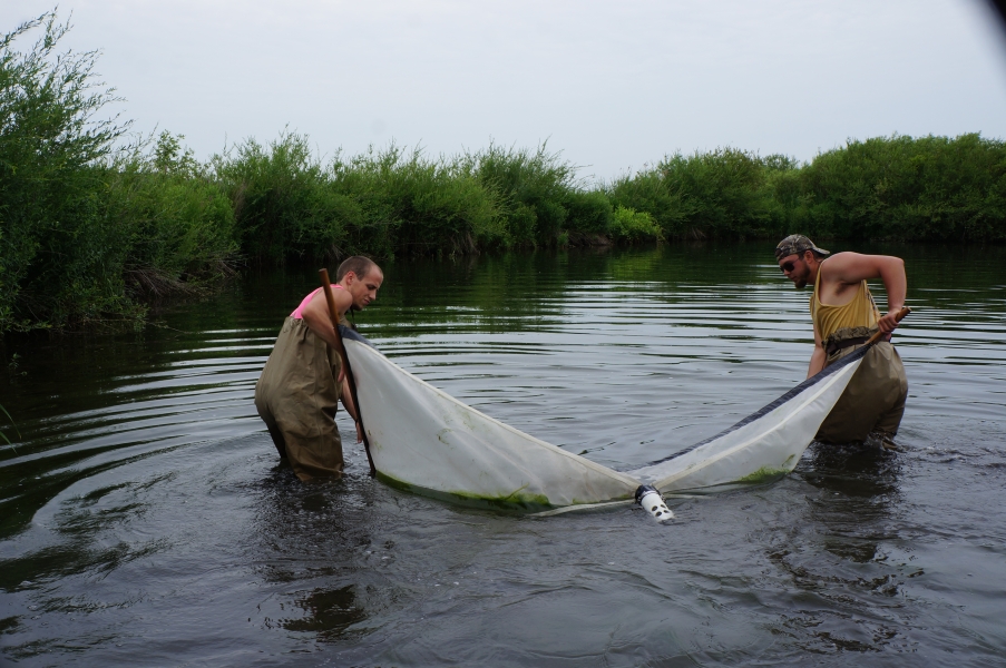 Two people wearing chest waders stand in water and hold opposite ends of an 8 foot long net that they strain through the water through shallow water near shrub-covered banks. Weeds are collecting in the net at the surface of the water.