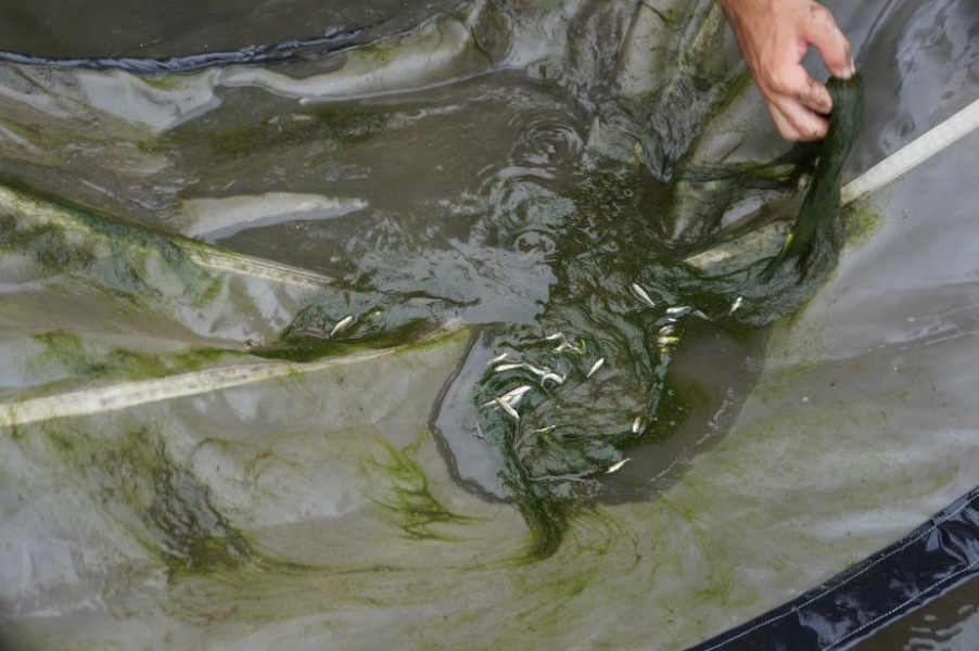 a fine-meshed net with weeds and fish in it, and a hand sorting through the weeds