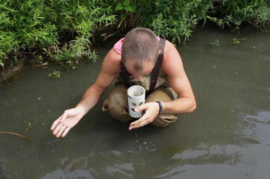 a person wearing chest waders crouches down in shallow water to look closely into a sample cup