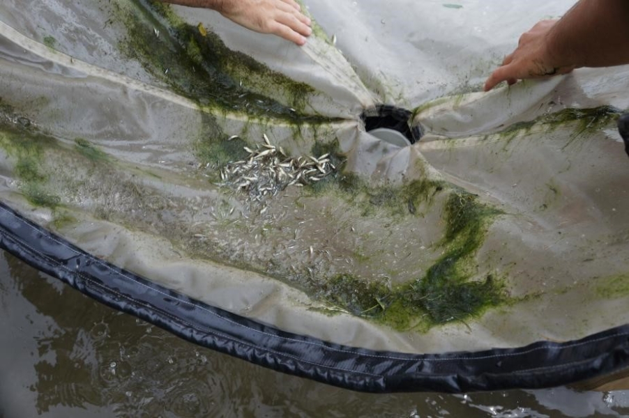 a fine-meshed net with weeds and fish in it, and two hands sorting through the weeds