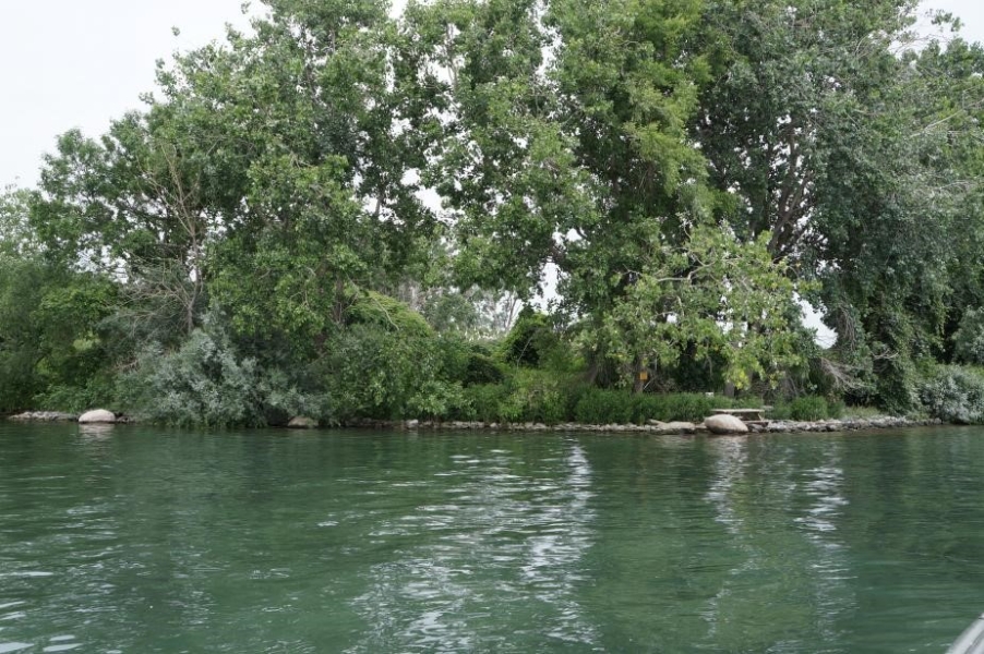 trees along the shore of water