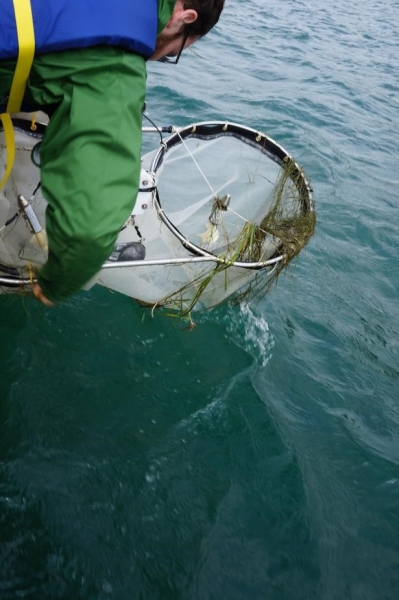 A person leans over the water and pulls in two cylindrical nets that have weeds caught on them