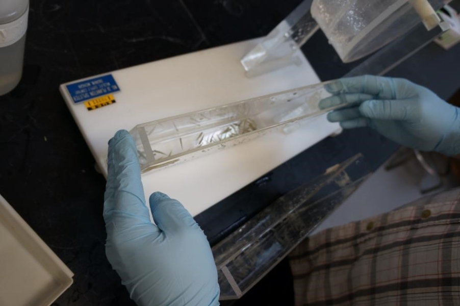 someone wearing gloves holds a narrow Plexiglas container with water and tiny fish inside