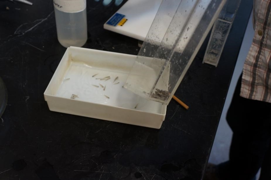 someone pouring water and tiny fish from a clear Plexiglas container into a small plastic pan