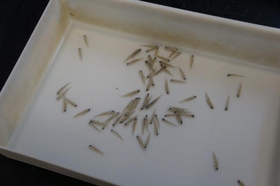 a small plastic pan with tiny fish in water