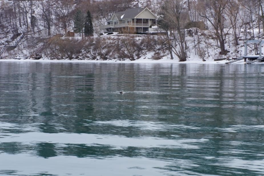 A gull in the water, and a building in snowy woods