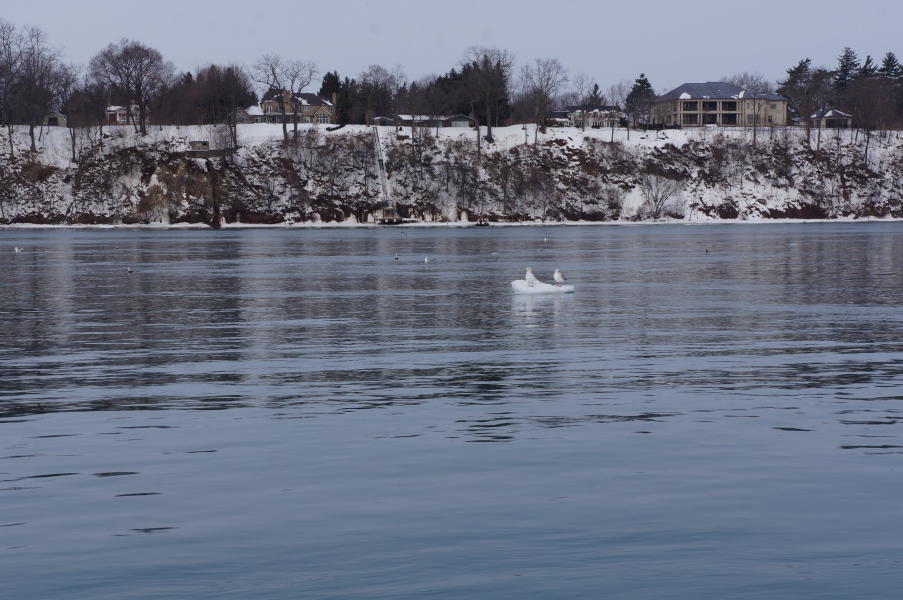 two gulls sitting on a chunk of ice in the river, with the snowy shore behind it