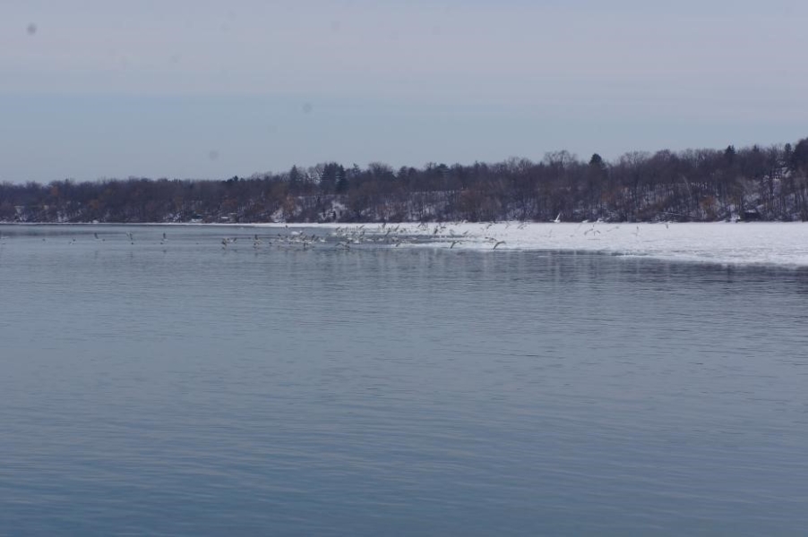 flock of gulls flies over an icy river