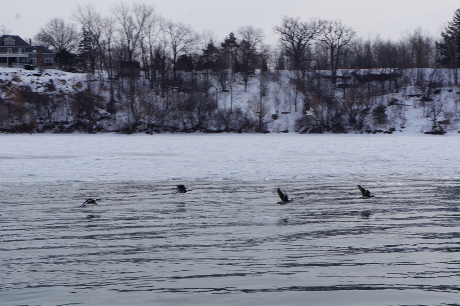 Four ducks fly low over the ice-covered water. There is snow on the bank behind them, and the trees are bare.