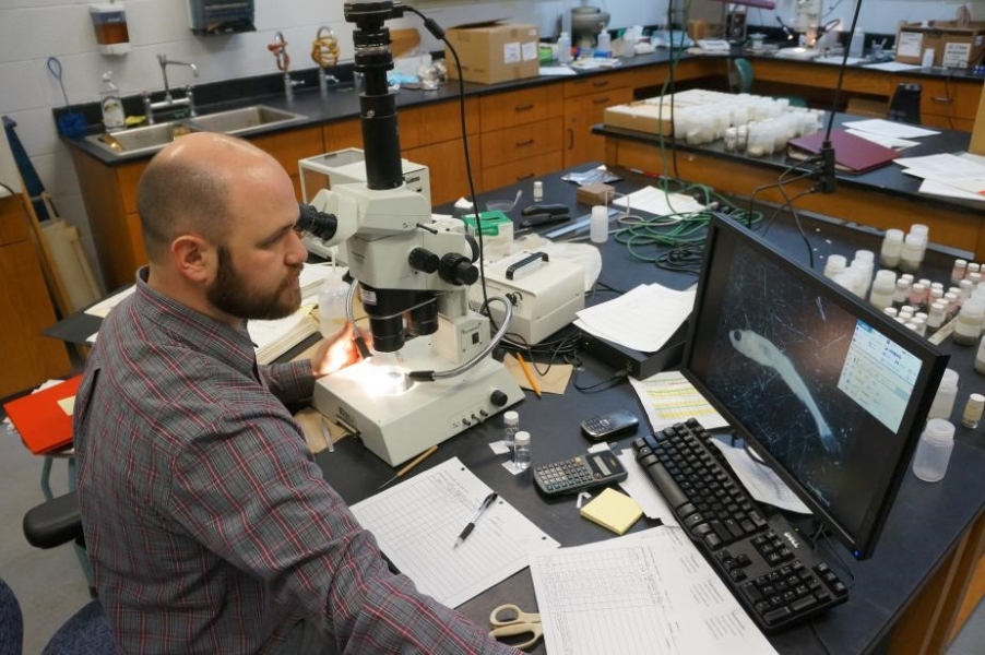 a person sits at a microscope and looks at a magnified image of a larval fish on the screen next to it