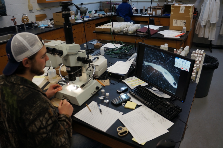 A person in a lab sits in front of a microscope and looks at a monitor with a fish displayed on it.