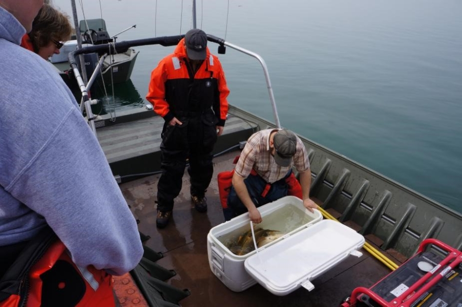 Two people stand on a docked boat over a cooler with water and fish in it, while several people watch from the dock