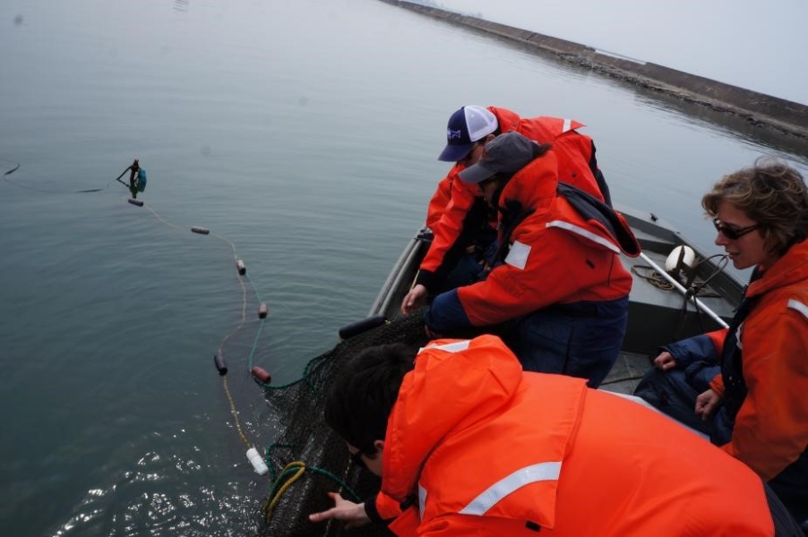 Students lean over the side of a boat to pull a net on board