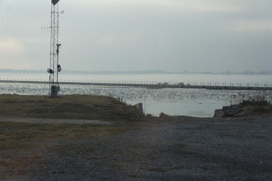 A view from the shore of an ice-covered body of water. There are hundreds of white birds sitting on the ice or flying around.