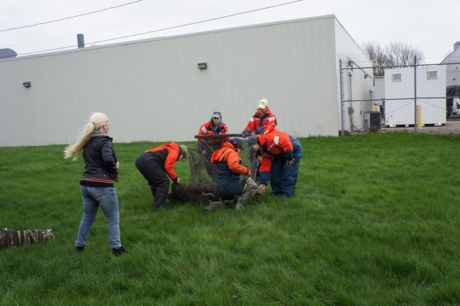 Students in flotation suits unfold a box-shaped trap net on land.