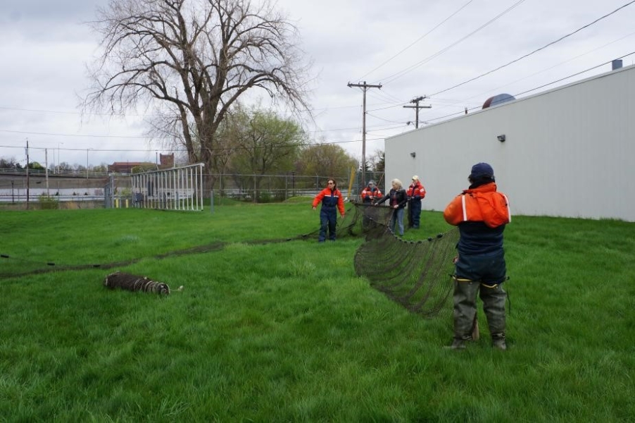 Students hold up a box-shaped net on land, while at right someone holds up one long wing of net. A second wing lies on the ground at left.