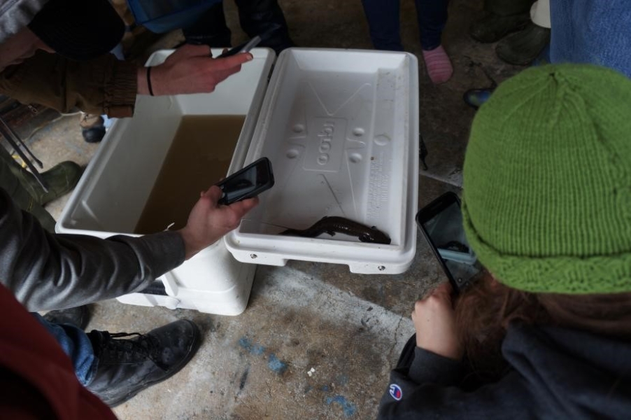 Students take a picture of a large black salamander on the open lid of a cooler that has murky water inside.