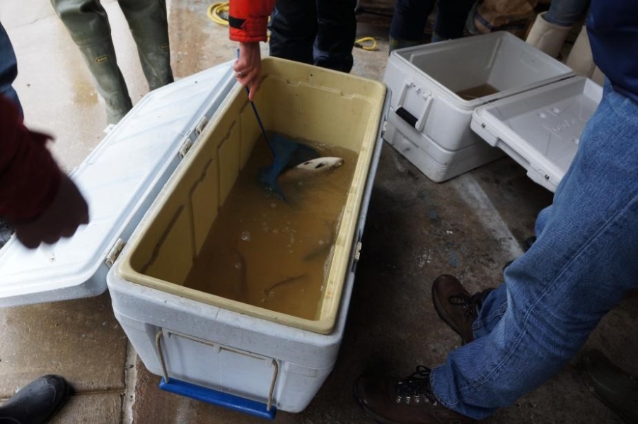 Students stand around a cooler with fish in murky water while someone uses a small dip net to get a closer look at one. A second cooler is off to the right.