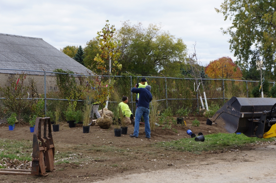 Several people work in a bed of plants, arranging potted plants and trees in burlap sacks or using shovels.