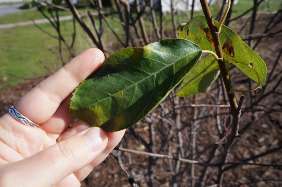 A hand holding out an ovate serrated leaf attached to a nearly barren bush.