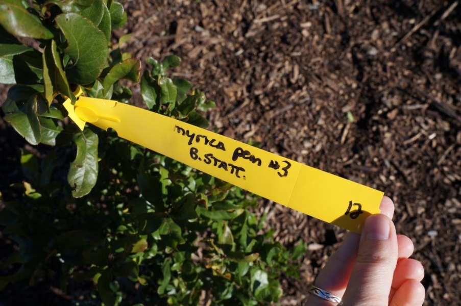 A hand holding out a tag attached to a plant with ovate glossy leaves. In handwriting it says "Myrica."