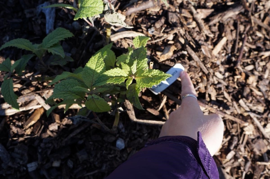 A finger pointing to a tag by a plant, but the tag is out of focus. The plant is small and has jagged textured leaves.