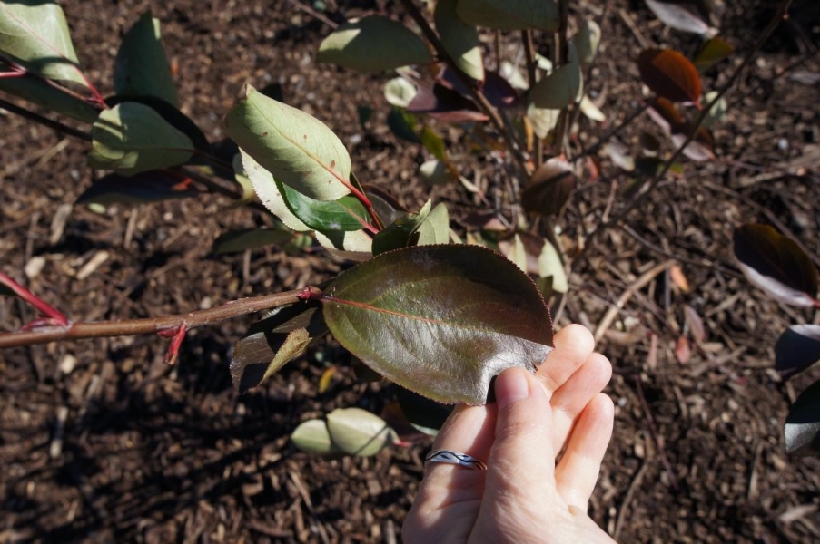 A hand holds out a leaf attached to a bush. The leaf is a reddish green with serrated margins, and there are red parts elsewhere on the plant.