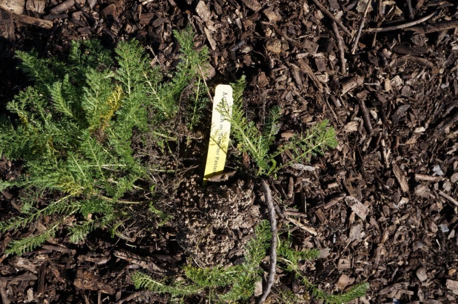 A small frilly-leafed plant with a tag next to it that reads "Achillea m. Summer Pastels."