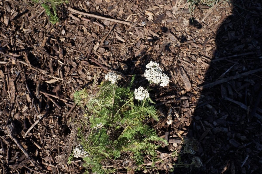 A small frilly-leafed plant with an umbel of white flowers.