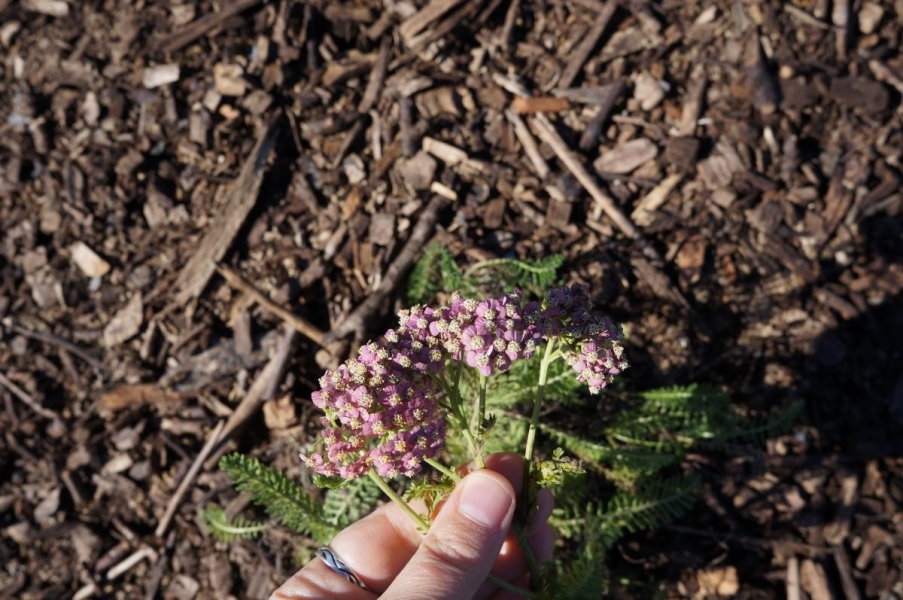 A hand holding a spray of pink flowers from a small frilly-leafed plant.