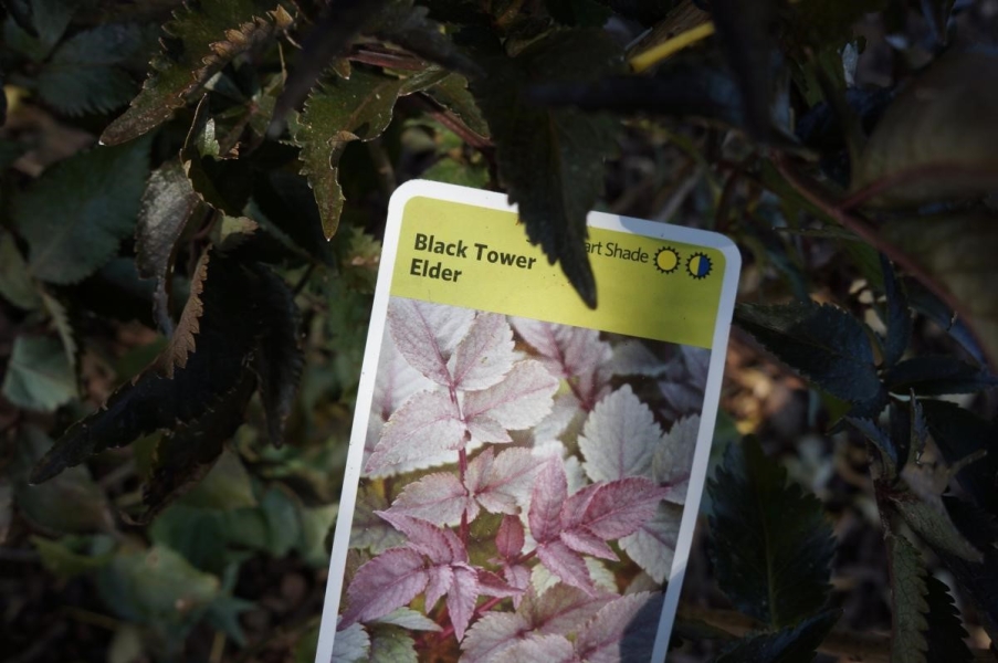 A tag with a plant on it that says "Black Tower Elder, part shade" next to a plant with purplish green leaves.