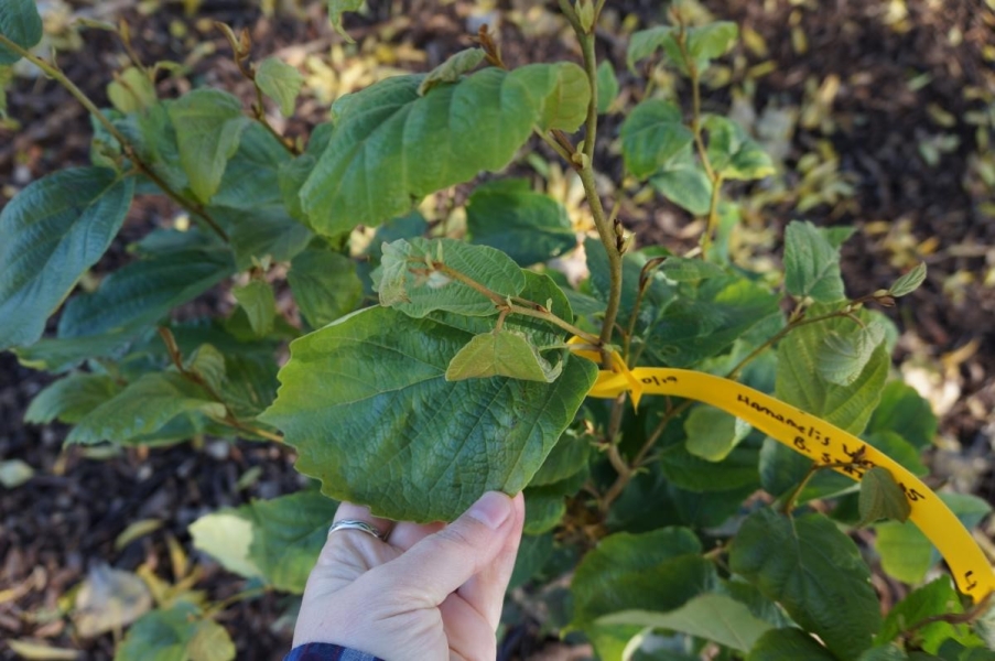 A woody plant with broad leaves. A handwritten tag says "Hamamelis virg."