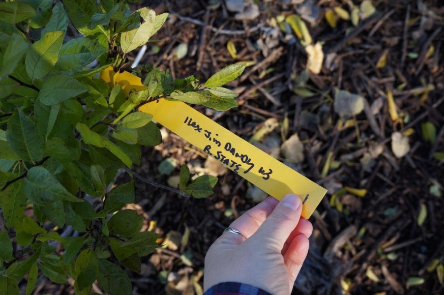 A hand holding a tag from a woody plant. The handwritten tag says "Ilex Jim Dandy."