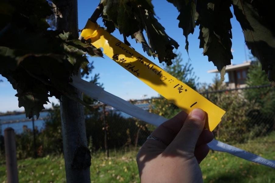 A person holding a tag attached to a small tree. The handwritten tag says "Quercus muehlenbergii."