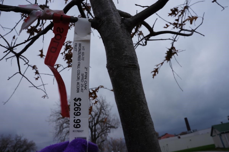 A small tree in with most of it's leaves fallen off. There are several tags on the tree, one which says "Pin Oak."