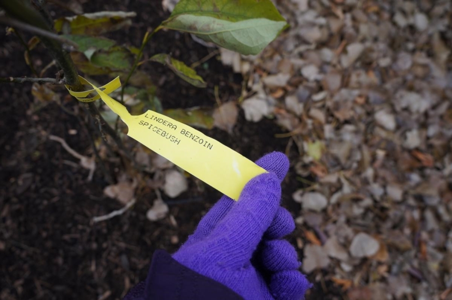 A gloved hand holding a tag from a woody plant. The handwritten tag says "Lindera benzoin, spicebush."