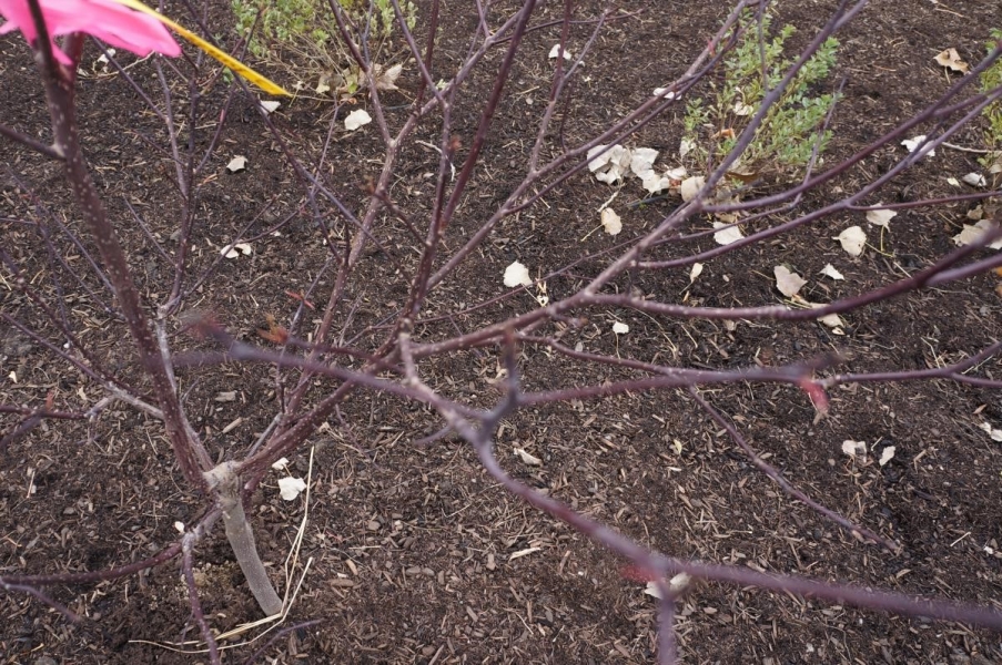 A glimpse through the bare branches of a small barren tree. The branches are purplish.