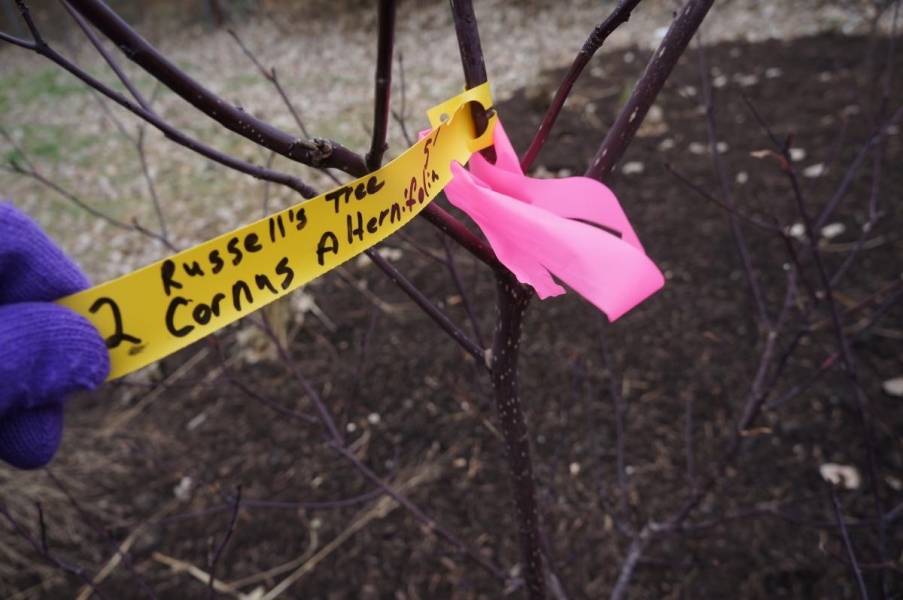 A gloved hand holding a handwritten tag from a small bare tree with reddish bark. The tag says "Cornus alternifolia."