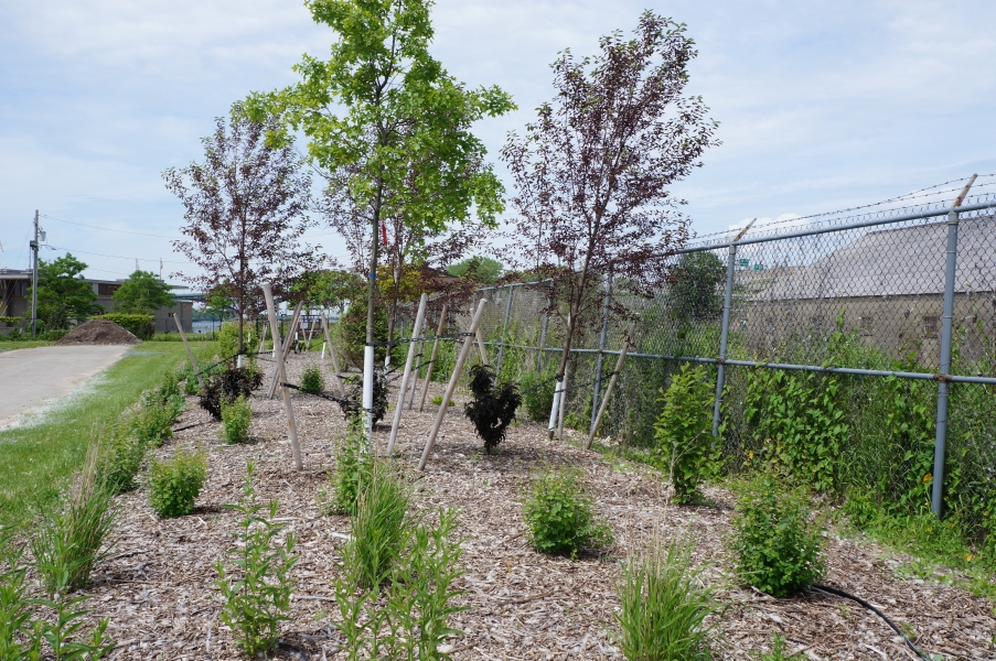 A long rectangular plant bed with trees and smaller plants between a fence and a roadway.