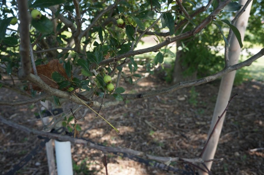 A tree with small round green fruit