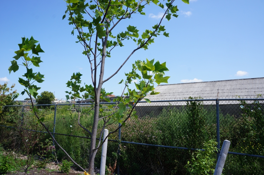 Close-up of a young tree with four-lobed leaves.