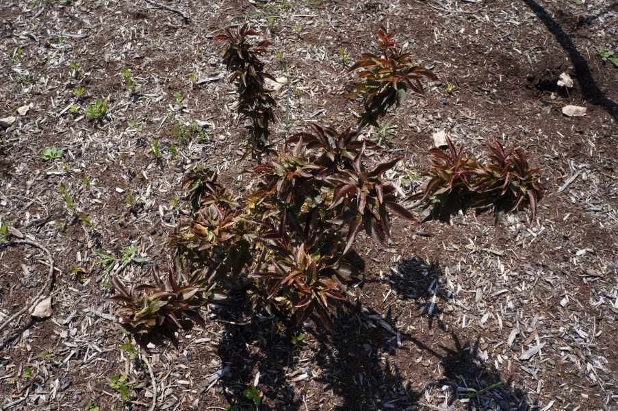 A small shrub with dark-colored leaves. The picture is taken from above the shrub and the branches form spiral with tufts of leaves on the end as opposed to a rounded shape like many other shrubs.