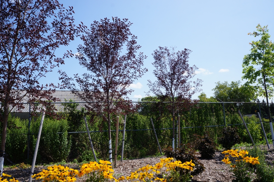 A garden with three young trees with dark red leaves and bright showy flowers in the foreground.