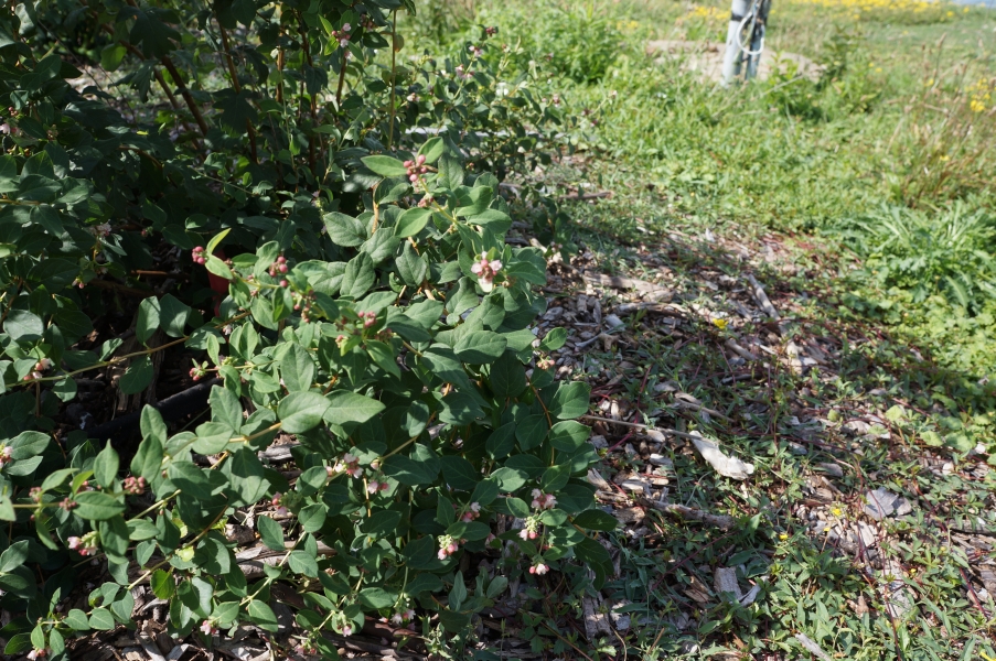 A small shrub in a garden with a few delicate pink flowers.